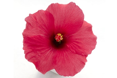 Hibiscus Variety Thumbnail Adonis Dark Pink.jpg
